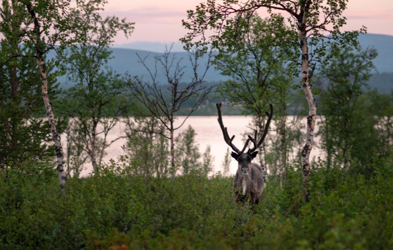 Arctic Gourmet Cabin Kiruna Zewnętrze zdjęcie